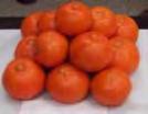 UF Mandarin Selection 13-51 For Gift Fruit and Dooryard Uses