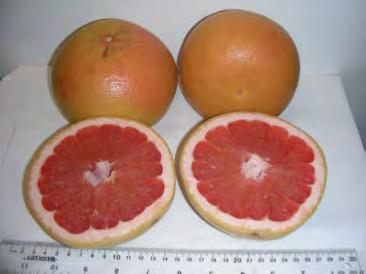 UF 914 Red flesh color Attractive peel blush Grapefruit size (+) Grapefruit flavor and aroma Tender and