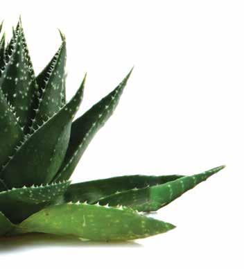 Important Facts About Aloe Vera For centuries, the green spiky plant known as Aloe Vera has been known as the medicine plant in all areas of the world.