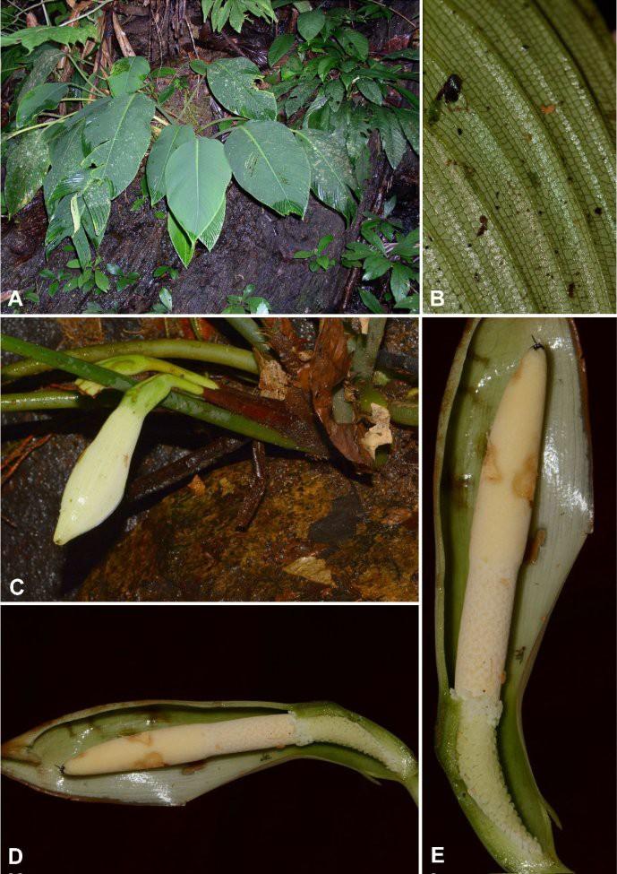 Figure 1. Schismatoglottis petradoxa S. Y. Wong & P. C. Boyce A. Plants in habitat. B. Detail of tessellate secondary venation. C. Inflorescence at pistillate anthesis. D & E.