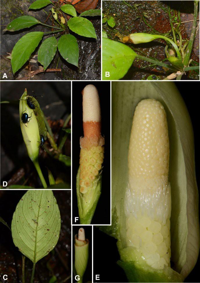 Figure 2. Schismatoglottis tseui S. Y. Wong & P. C. Boyce A. Flowering plant in habitat, Type locality. B. De
