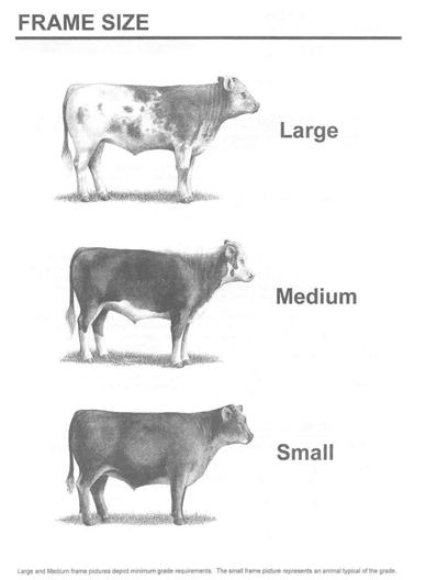 Related to the weight an animal will produce a carcass of grade Choice Feeder Cattle Grades Muscle Thickness (four categories) Frame Score (three categories) 12