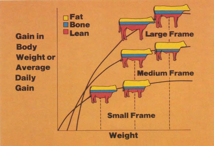 If cattle are fed to the weight represented by the middle line, the small-framed cattle are overdone, the medium-framed cattle are about the right finish, and