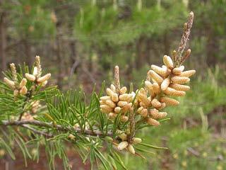 Cones have sharp prickles and open in the fall. Small to medium size tree reaching up to 70 feet tall.