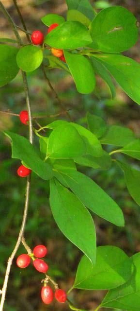 Raccoons and opossums also eat the berries. Host plant for Spicebush and Tiger Swallowtail Caterpillars.