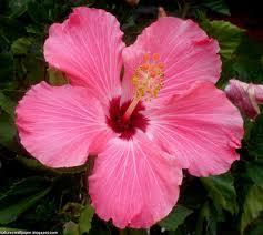 Hardy hibiscus very popular in the