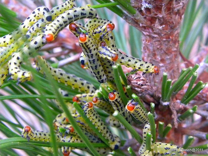 The larvae prefer to feed on the needles of eastern white pine but