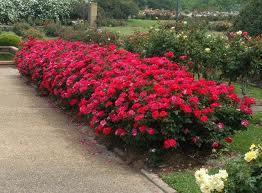 Roses- Bush types very