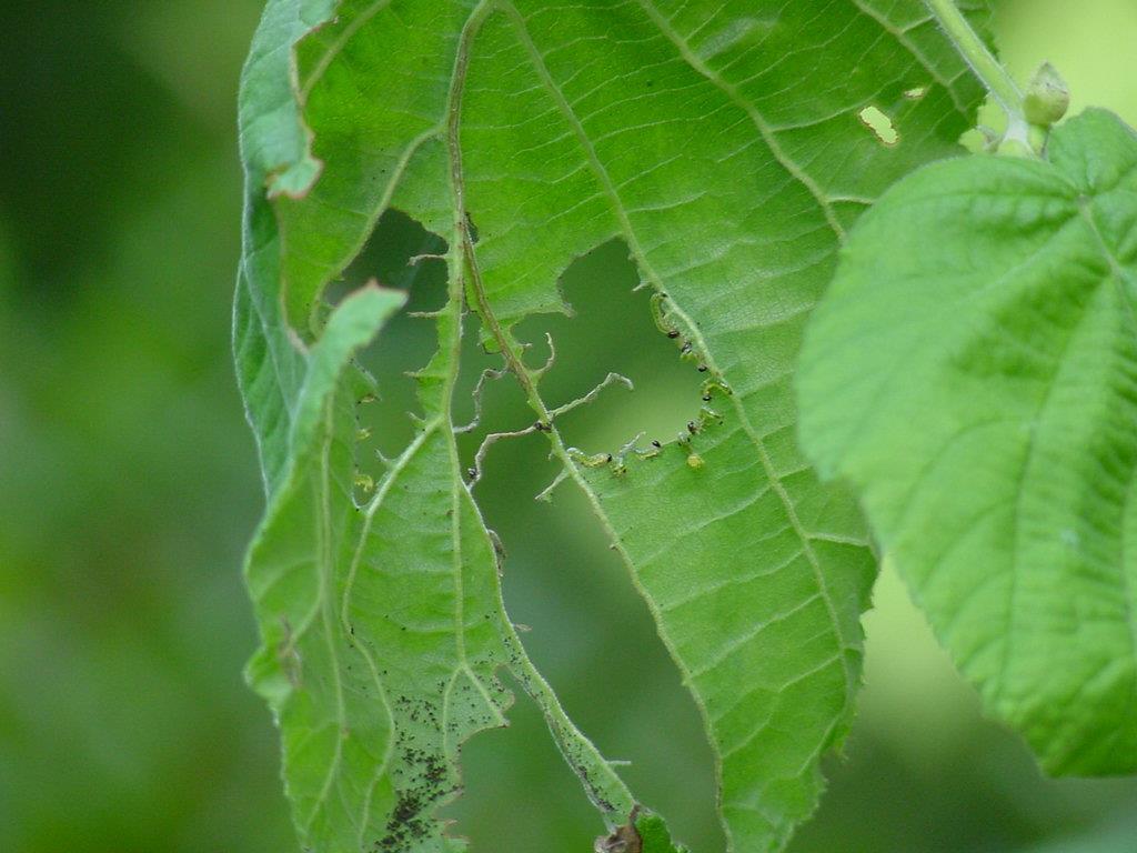 Sawfly damage on birch from dusky sawfly-
