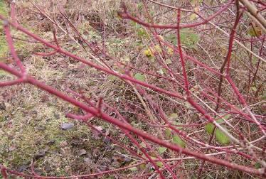 Dogwood Cornus sanguinea A deciduous shrub