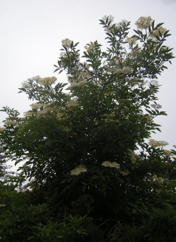 The large loose clusters of white flowers