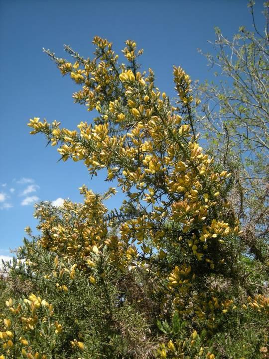 Gorse Ulex europaeus A familiar green stemmed shrub forming