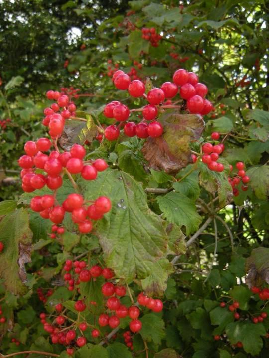 Guelder-rose Viburnum opulus A hedgerow shrub or small tree growing to 4m.