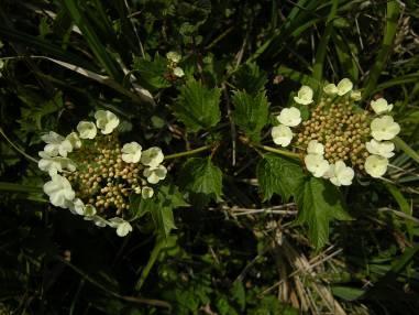 Its flat umbels of white flowers appear from May to July, with the outer ring of