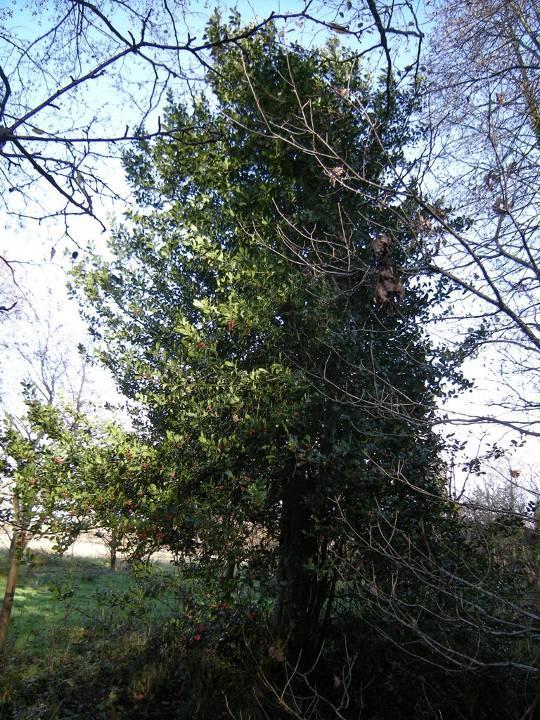 Holly Ilex aquifolia A familiar evergreen shrub of woods