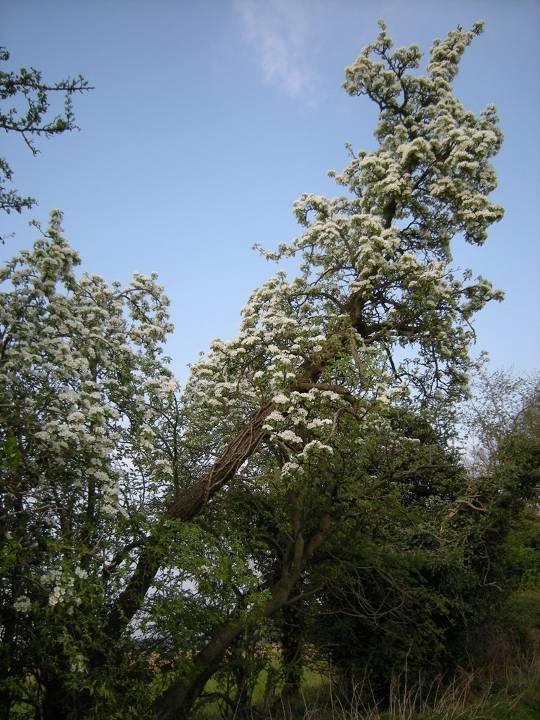 Pear Pyrus communis Many specimens growing wild in the