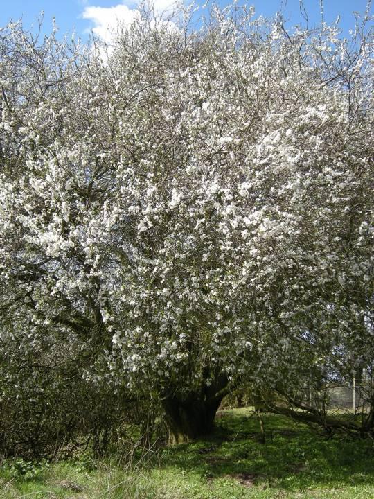 Cherry Plum (Myrobalan)