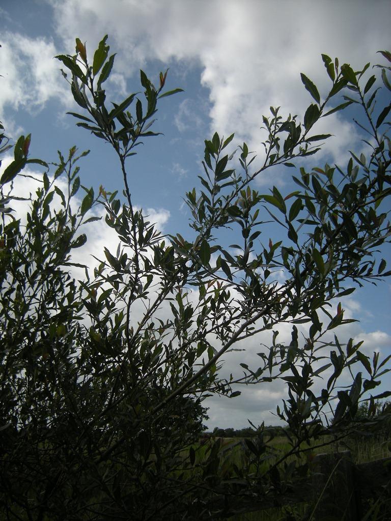 Almond Willow Salix triandra The willows are a complex group with over 20 species and their
