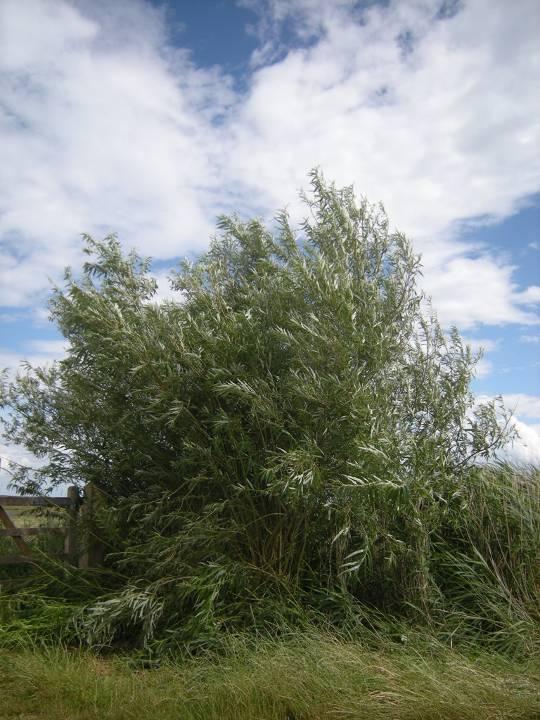Osier Salix viminalis A fast growing shrub with long