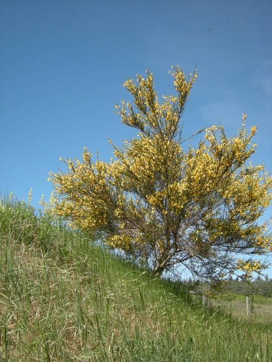 Broom Cytisus scoparius A green stemmed shrub,