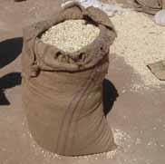 Section 1 MAIZE CONDITIONING 3. Completely dry all sacks and containers before using them to store grains. MOLD and AFLATOXIN CONTROL Maize bagged in a sisal sack.