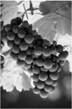 Grape Grower Grapes Producer Bulk Filler / Packer
