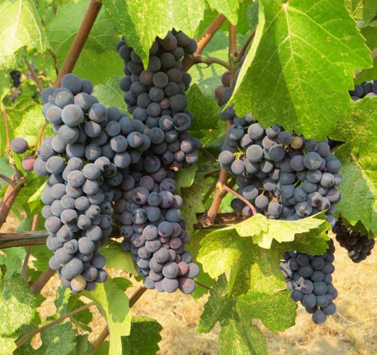 Red blotch disease is difficult to visually identify in vineyards because symptoms are similar to those of leafroll disease and some nutrient disorders.