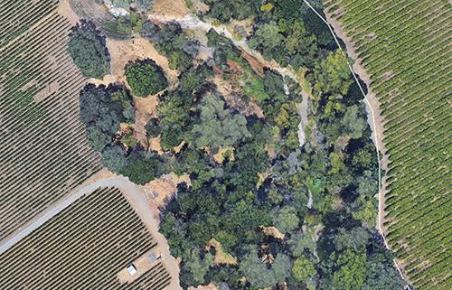 To complement the study of GRBV spread in California, we surveyed a Merlot vineyard on Long Island during the 2014 to 2018 growing seasons for spread of GRBV over time.