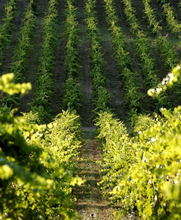 Vineyards were planted between 1975 and 1985, although there are exceptional plots that go back more than 30 years.