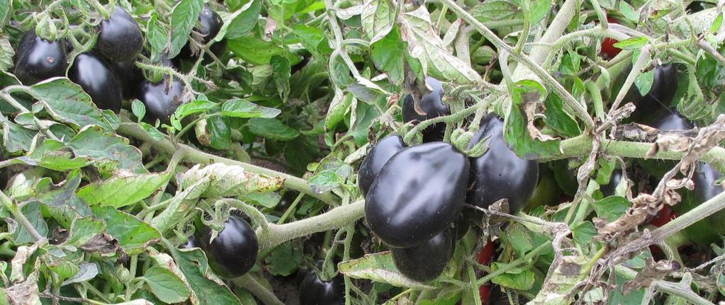 4 High anthocyanin tomatoes for