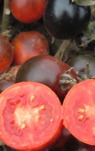 4 High anthocyanin tomatoes for processing Li et al., 2014. Bioaccessability, in vitro antioxidant activities and in vivo anti-inflammatory activities of a purple tomato (olanum lycopersicum L.