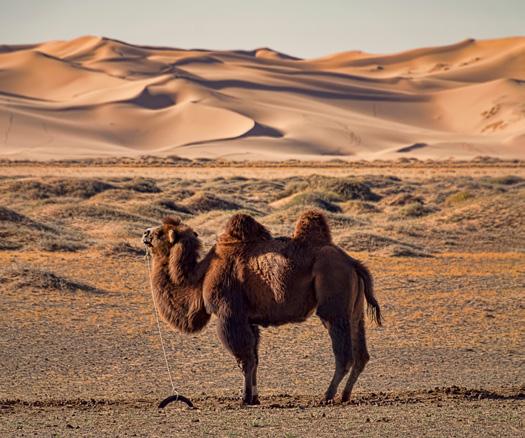 ITINERARY DAY 04-04 AUG (SUN) - KHONGORYN ELS GOBI DESERT In the morning we will visit camel herder family for ride a camel. After lunch we will drive 180km to Three camel lodge.