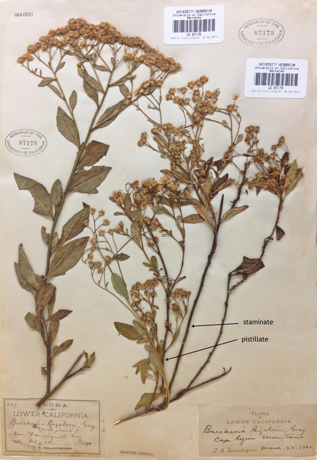 Nesom: New Baccharis species from western Mexico 11 Figure 10.
