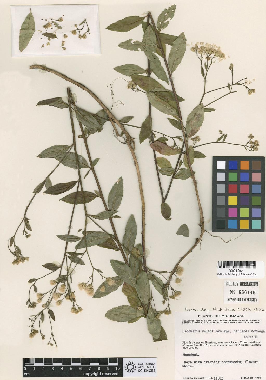 Figure 13. Baccharis herbacea. Isotype (DS).
