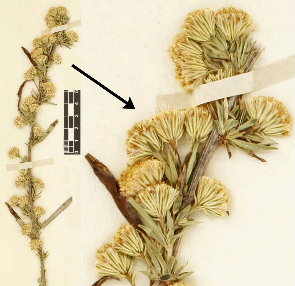 Nesom: New Baccharis species from western Mexico 2 whole surface; mature pappus accrescent, elongating to 10 12 mm, bristles in ca. 3 4 series. Figures 1, 2, 12. Additional collection examined.