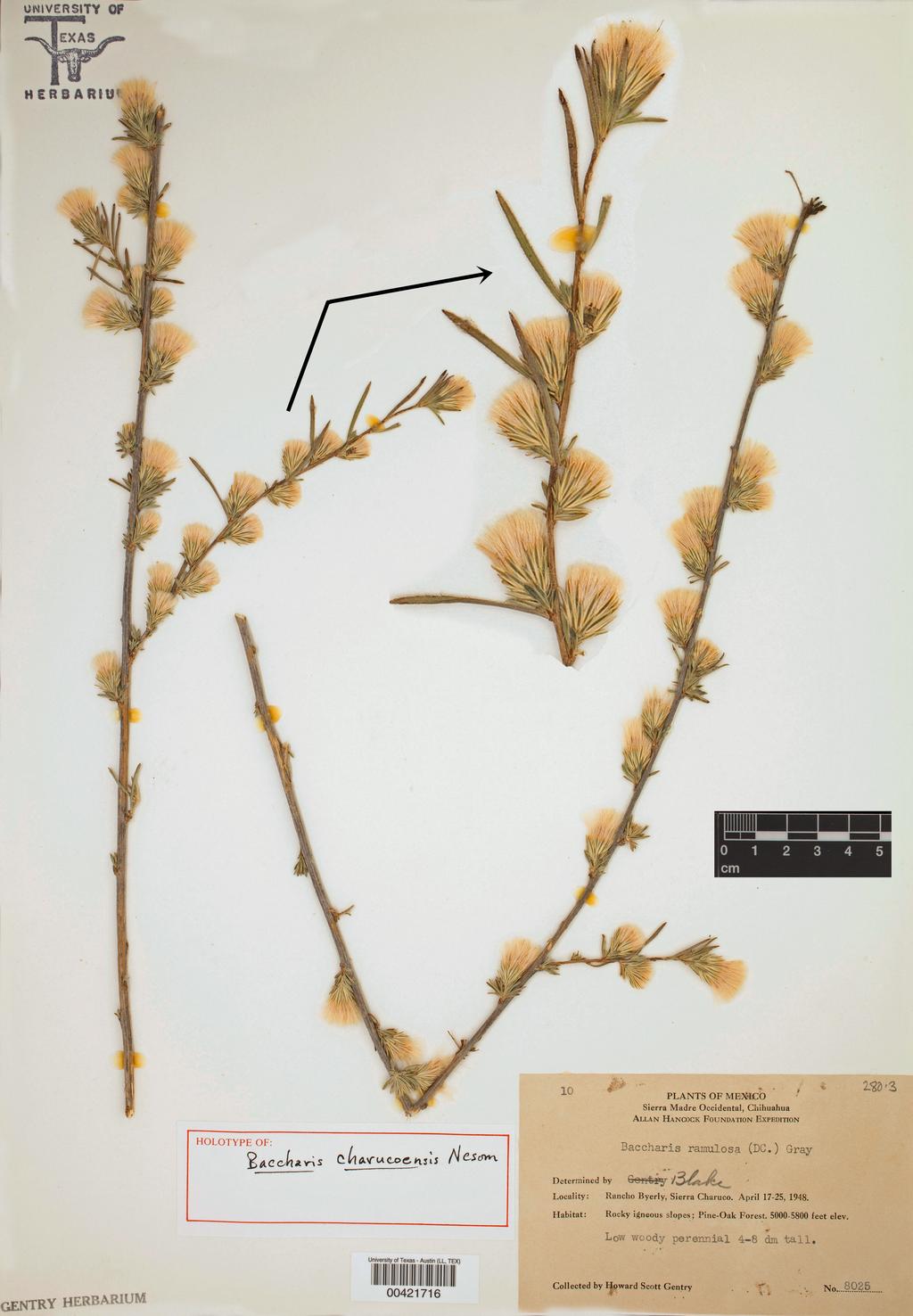 Nesom: New Baccharis species from western Mexico Figure 2.