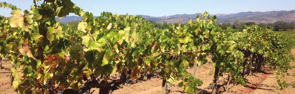 Regional Pest Alert Grapevine Red Blotchassociated Virus Red leaf symptoms that differed from other known red leaf diseases affecting grape foliage were