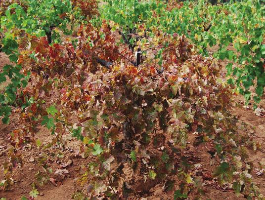 date. Guidelines for Management Plant vines produced from GRBaV-tested scion and rootstock source material.