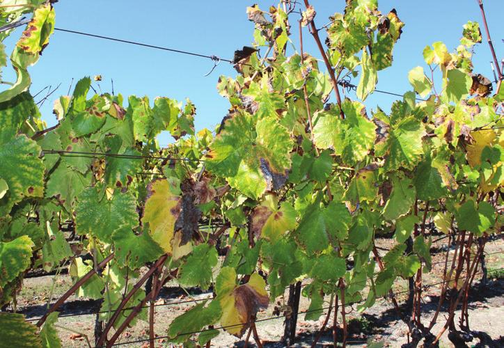 If positive, a decision on whether to rogue and replant infected vines needs to be made.