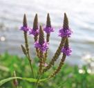 MOIST TO WET CONDITIONS SUNNY WILDFLOWERS BLUE VERVAIN Verbena hastata Blue Vervain is found in moist open sites, including marshes, meadowmarshes and swamps.