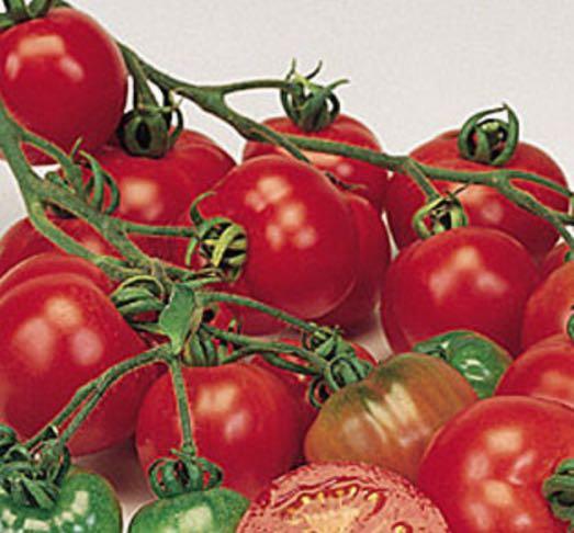 Disease Resistant - VFFT 76 Day - Mid Season 76 Days Better Boy Beefsteak - Old time favorite. Tasty, red tomatoes, many weighing up to 1 lb. each.