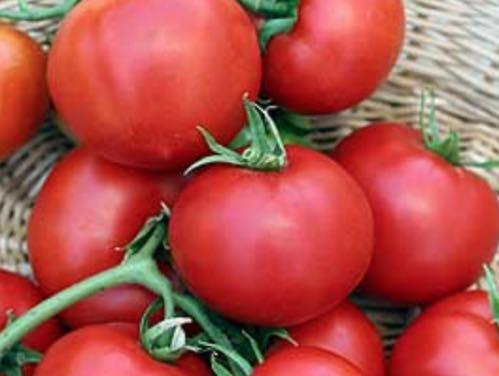 Clint Eastwood s Rowdy Red Beefsteak - Big tomato flavor wrapped up in a 6 to 10 ounces, medium-sized round, red tomato is what this variety is all about.