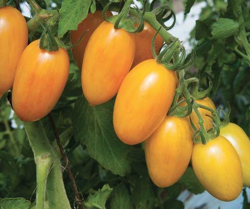 BLUSH Johnny s Selected Seeds Cherry - Stunning Blushed in red and gold combine with a translucent quality to give these elongated cherries serious visual appeal!