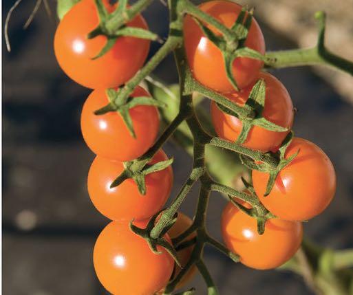 70 Days - Early Season SUN GOLD Cherry - Very sweet, bright golden orange cherry tomatoes taste not just sugary but also fruity and delicious.