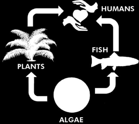 Algae is the foundation of our food chain