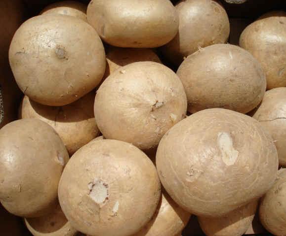 Adults will discuss preparation and storage techniques of jicama, including cleaning, trimming, cooking, and storing 5. Adults will make and taste food that includes jicama.