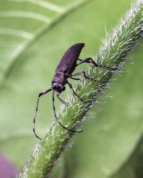 Kansas State University Agricultural Experiment Station and Cooperative Extension Service K a n s a s C r o p P e s t s Dectes Stem Borer The dectes stem borer, Dectes texanus LeConte, is a