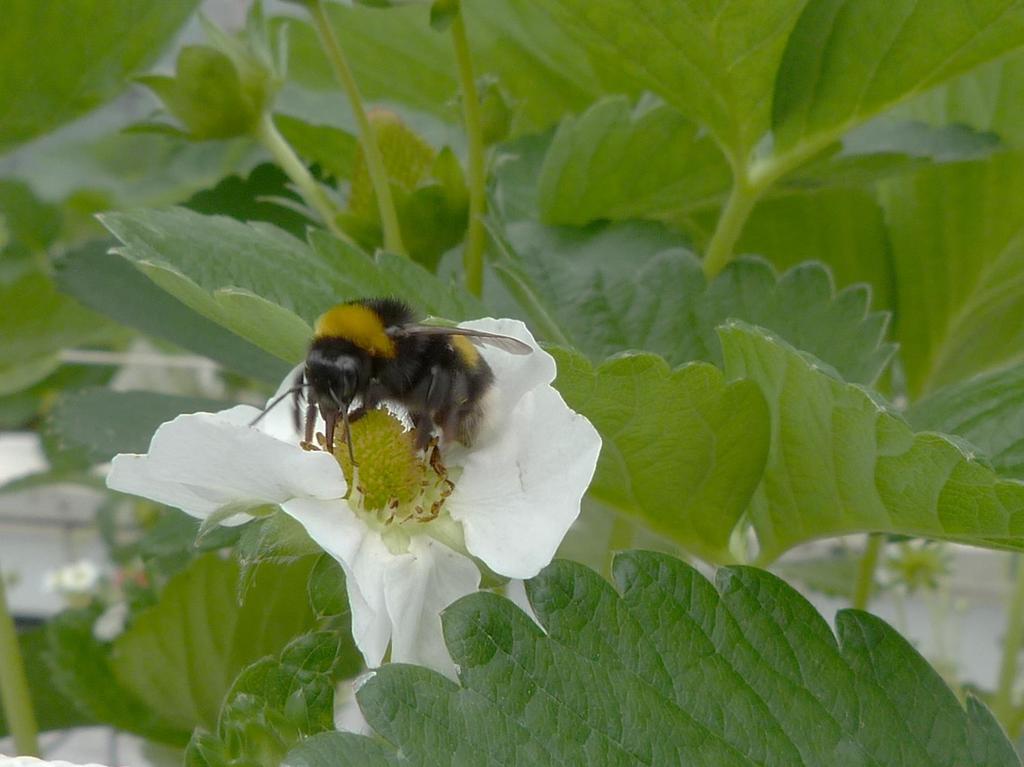 Pollinators in plant protection: hazards and utility possibilities Estonian University of life Sciences