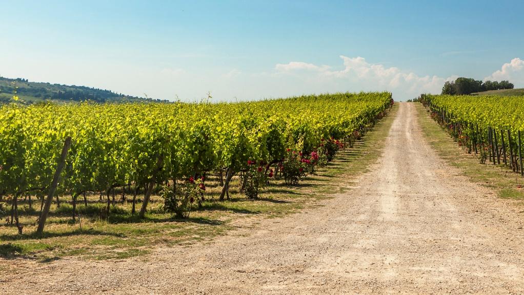 La Sala and Il Torriano have two different terroir, with different altitude and microclimate.
