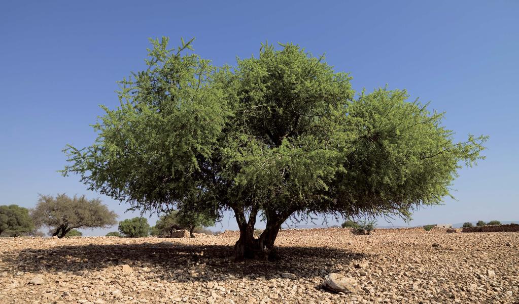 Botanical Treasure of the Atlas Mountains Argan oil is produced from the fruit of the ancient argania spinosa tree, which only grows in the southwestern region of Morocco.
